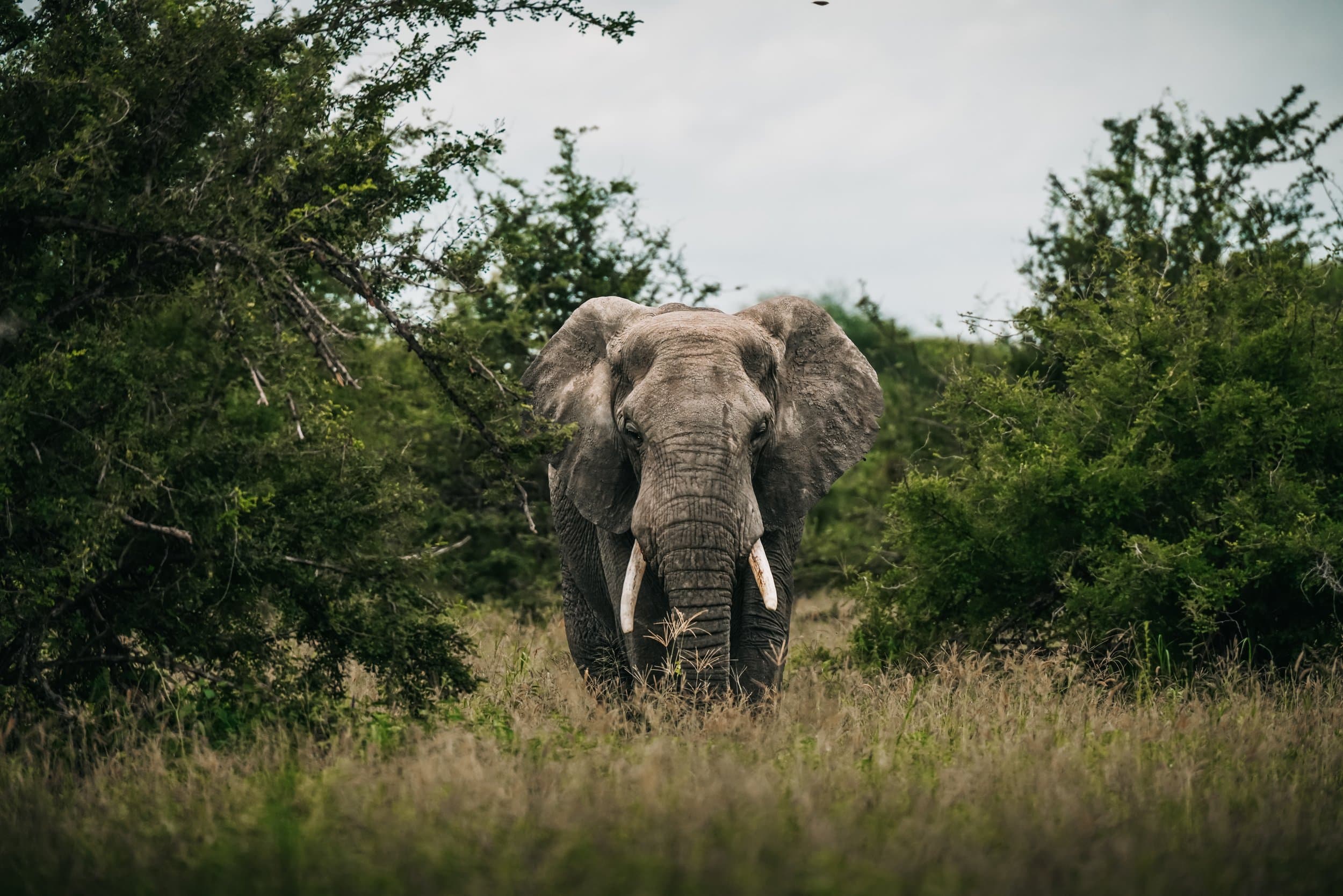 An elephant looking ahead along a trail in the bush