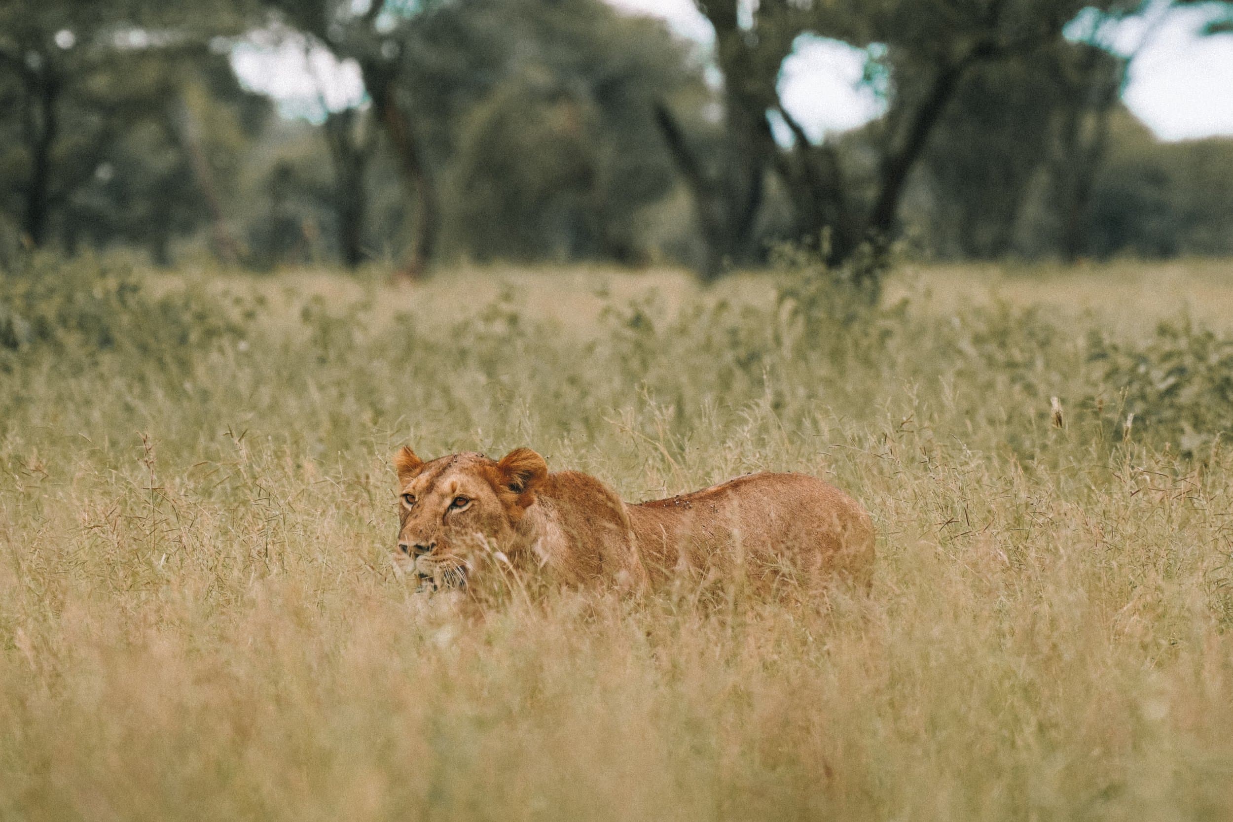 A lion at home in the African savannah