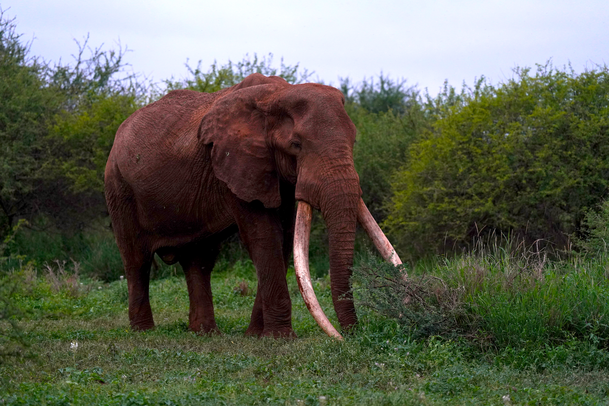Meet Craig - one of the Big Tuskers in Amboseli