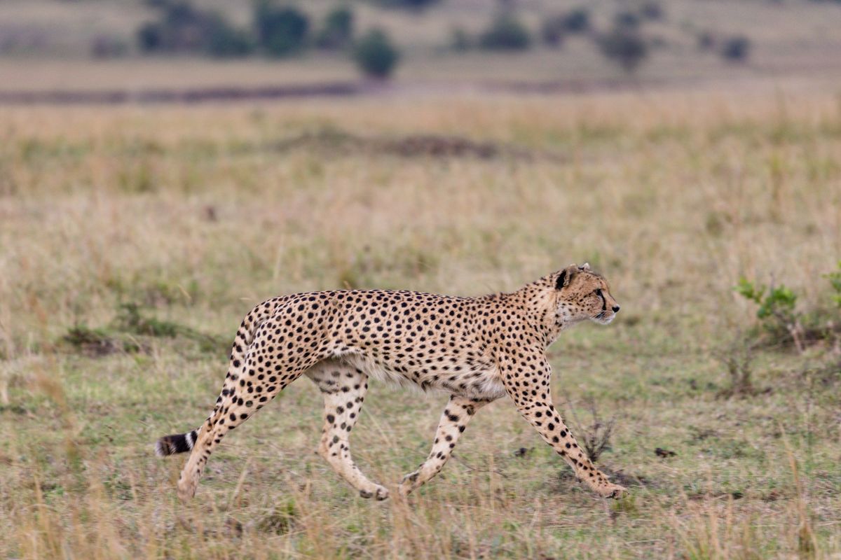 Cheetah in the Maasai Mara