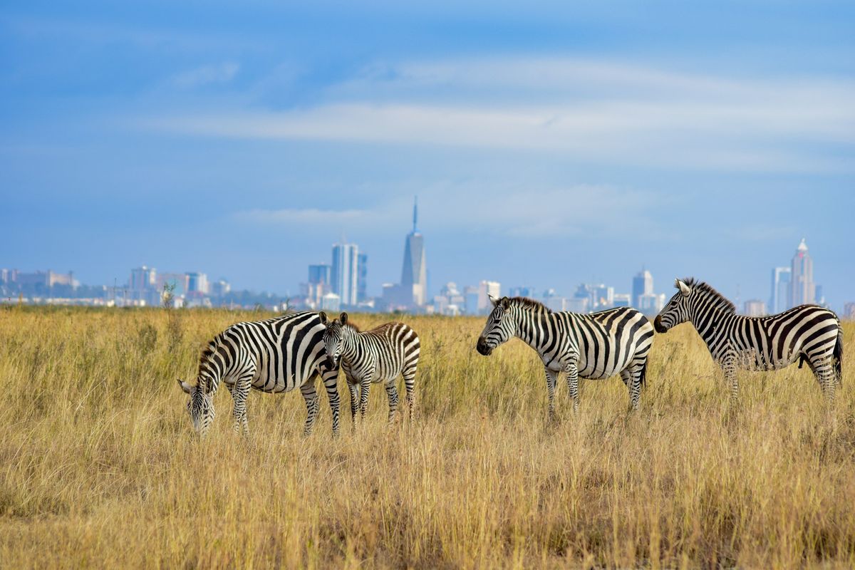 Zebras in front of the Nairobi skyline