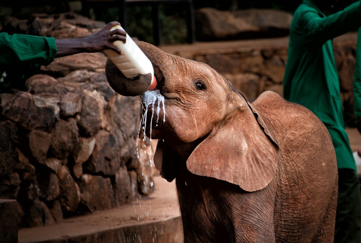 Baby elephant being fed at the Sheldrick Elephant Orphanage