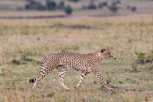Cheetah in the Maasai Mara