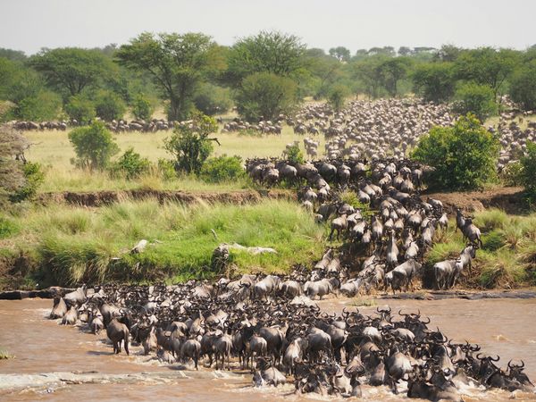 River crossing during The Great Migration
