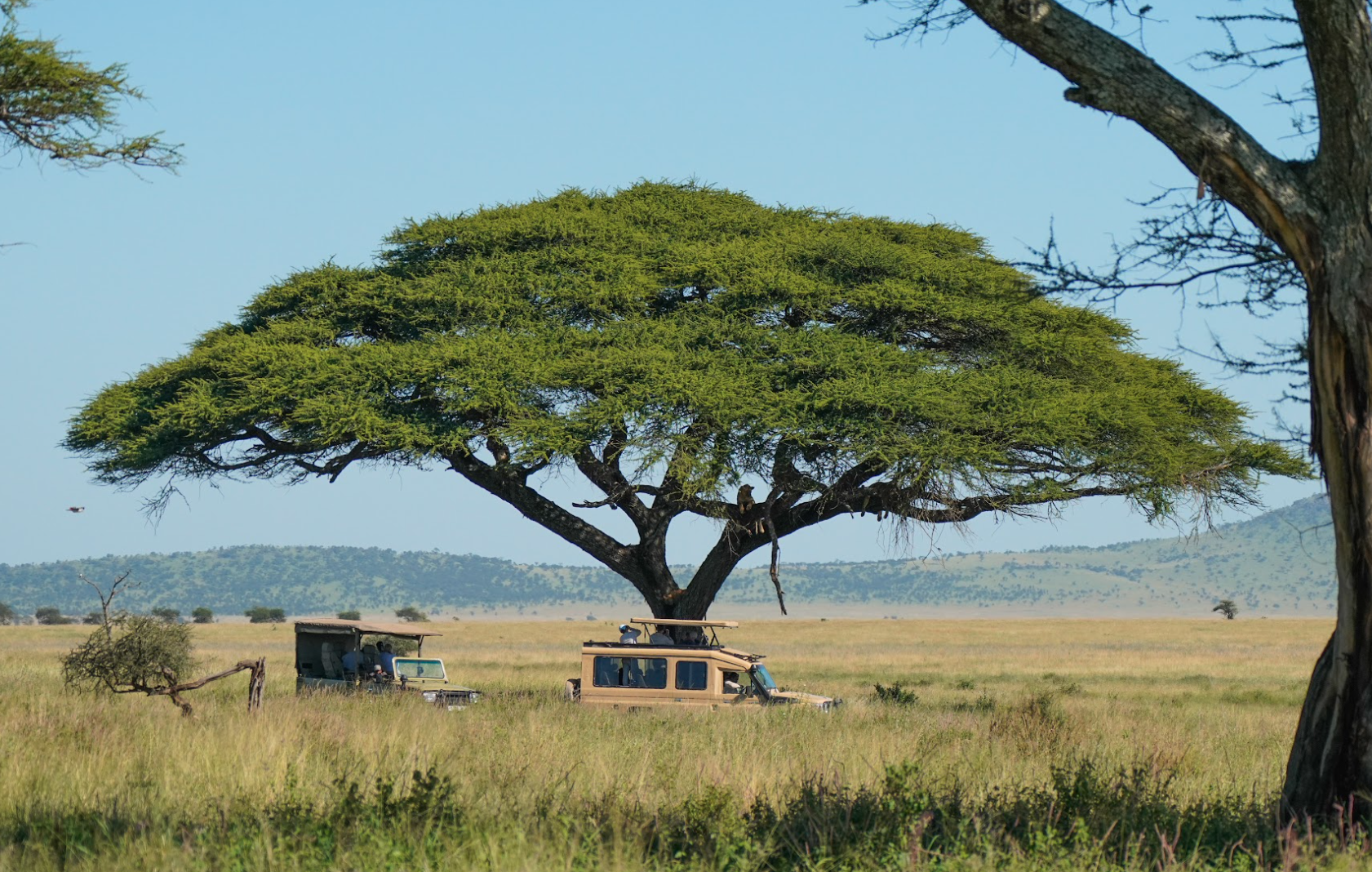 What to Expect on an African Safari